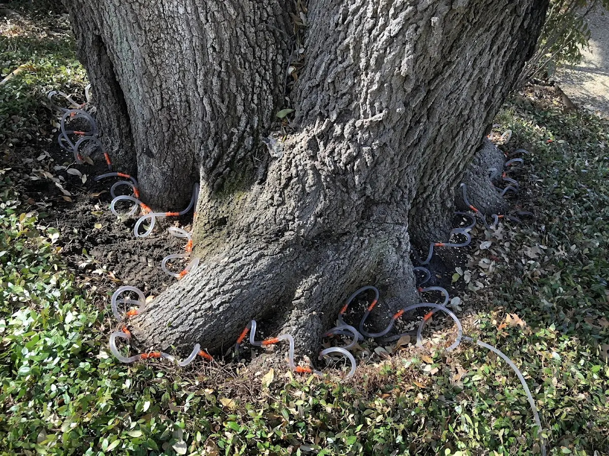 Detailed Tree Cabling and Bracing job site in Epping
